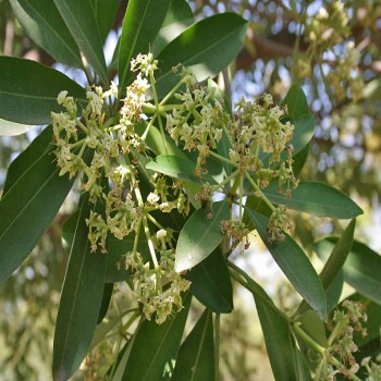 Alstonia Boonei